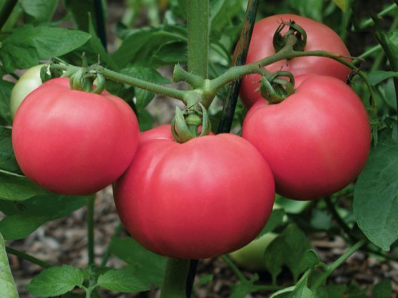 Tomatoes Love: i frutti sono mostrati nella foto