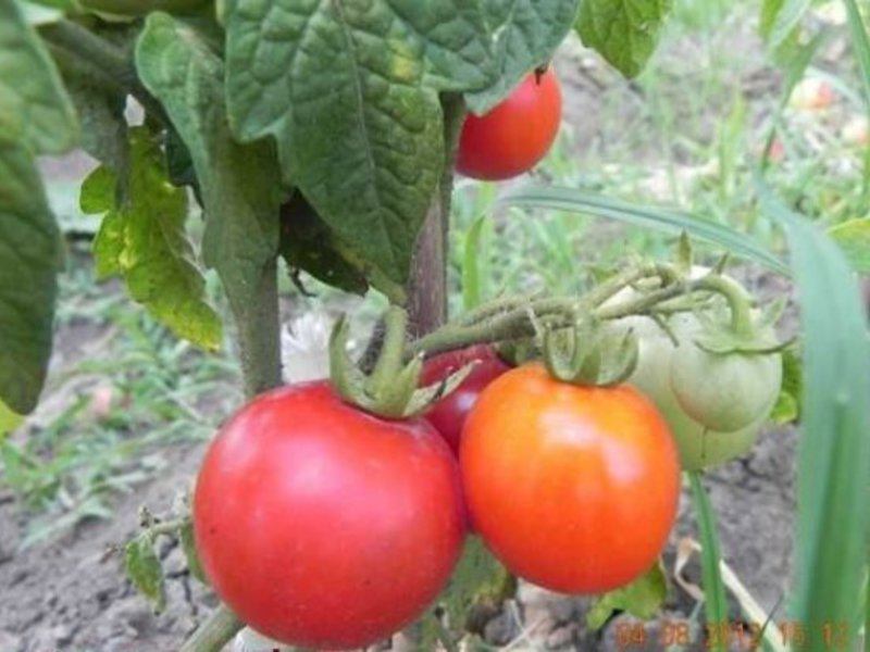 Pomidorai gali būti raudoni, geltoni, rausvi