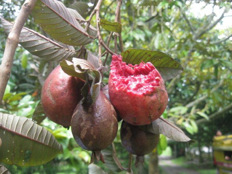 Kako raste guava?