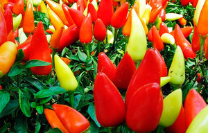 I peperoni possono essere di diverse tonalità, differiscono per dimensioni e gusto.