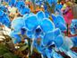 Mavi çiçek orkide