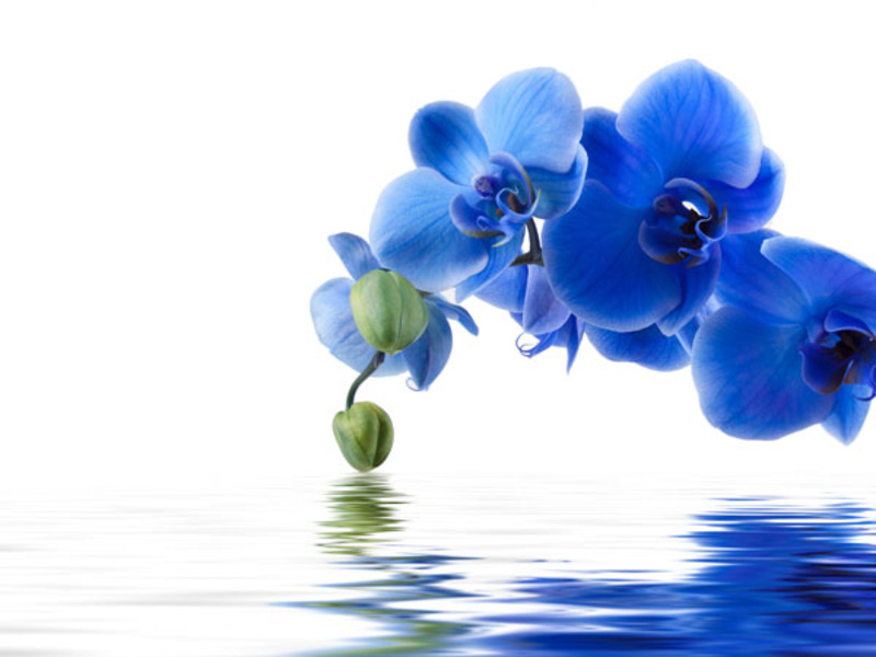 Plava orhideja