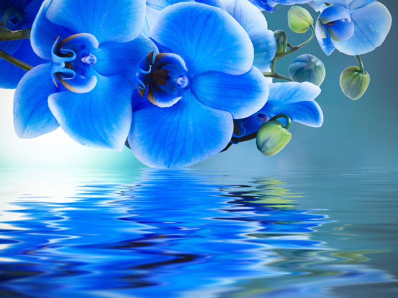 Plava cvjetna orhideja