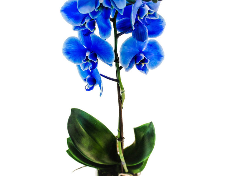 Orchidea blu
