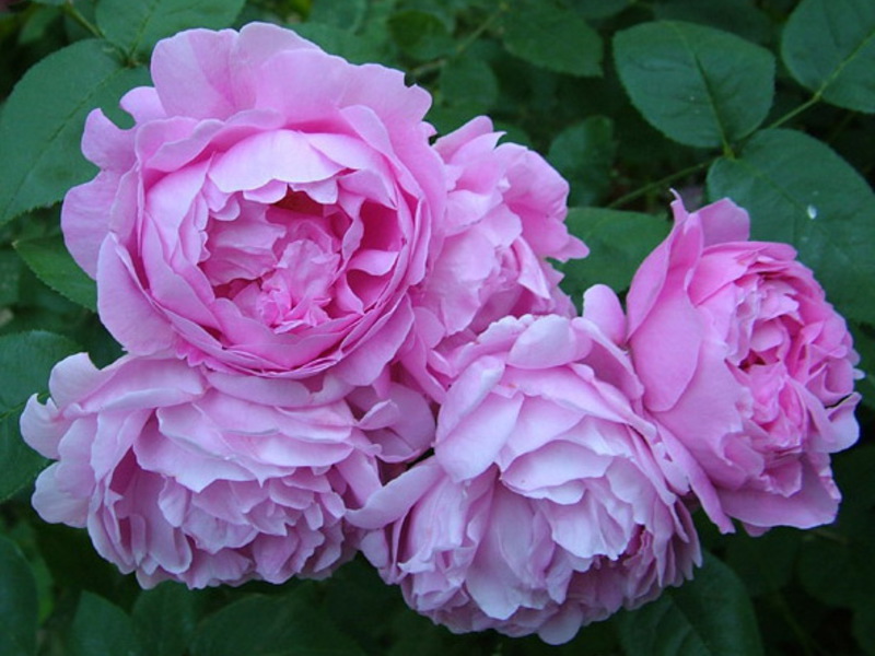 Varietà di rose Floribunda