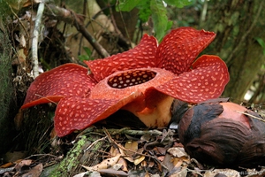 Rafflesia - neįprastos gėlės sode
