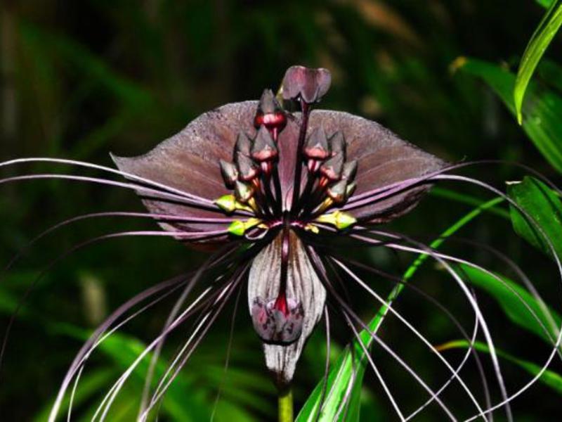 Takka - egzotiška gėlė