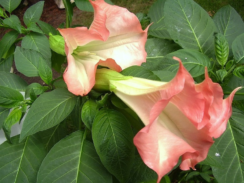Външен вид на Datura индийско розово
