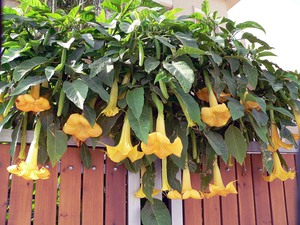 Начини за използване на цветя Datura в декоративен дизайн