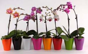 Правила за грижа за орхидеите у дома