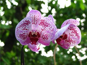 Как сами да отглеждате орхидея