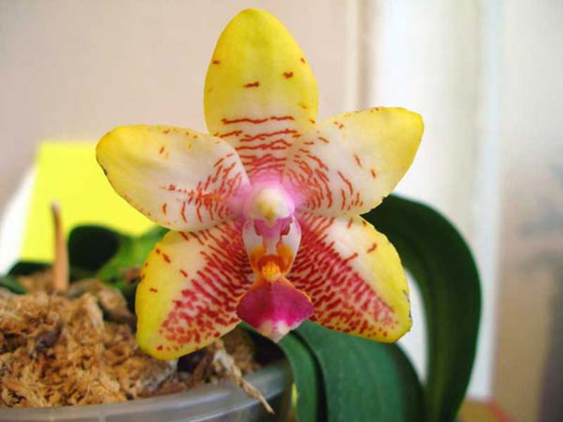 Вътрешен сорт орхидея