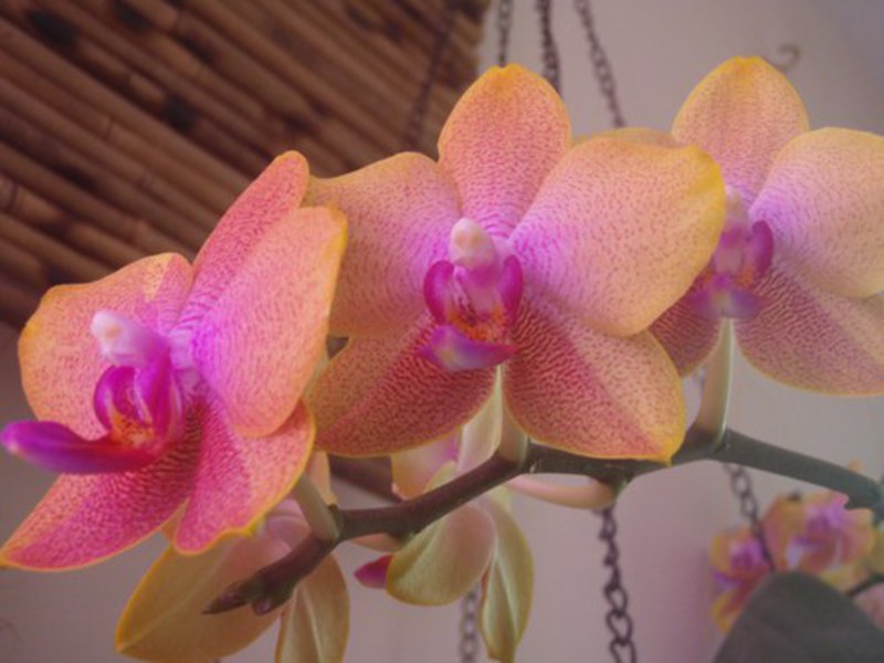 Как да трансплантирате орхидея