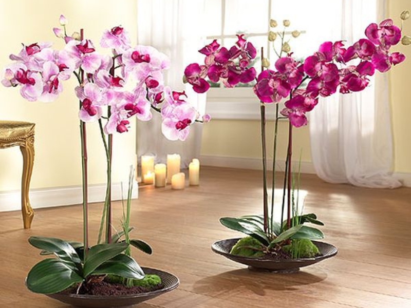 Как расте и цъфти орхидеята