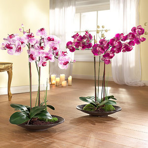 Описание на орхидея Phalaenopsis