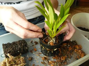 Препоръки на цветарите за правилно хранене на Phalaenopsis