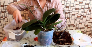 Нюансите на трансплантацията на Phalaenopsis у дома