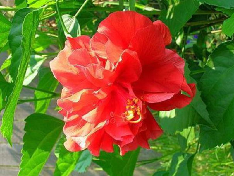 Китайска роза