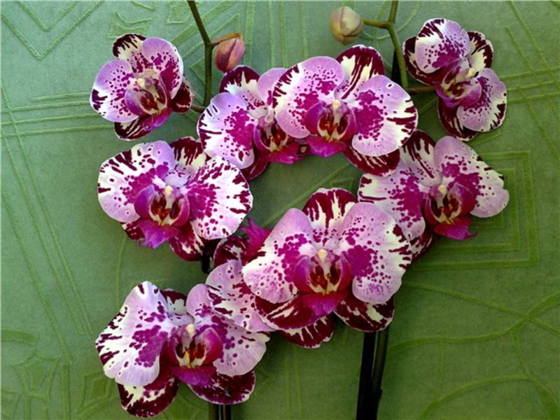 Орхидея и правила за грижа за нея