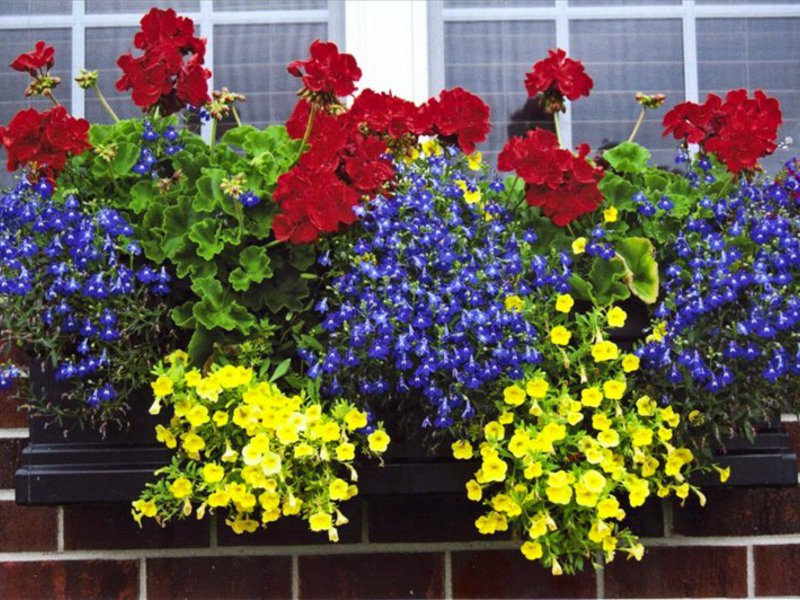 Разнообразие от цветя за балкона