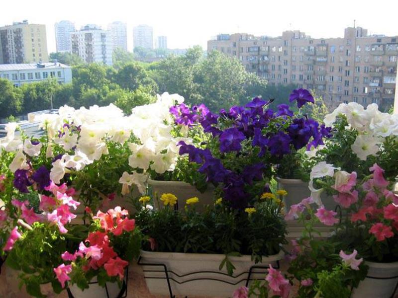 Цветя и храсти за балкони