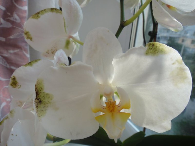 Отглеждане на орхидея