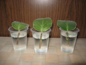 Нюансите на отглеждане на теменужки от лист в контейнери с вода