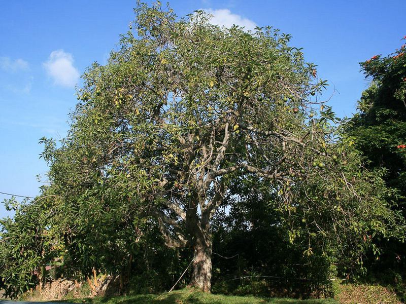 Характеристики на растежа на дървото авокадо