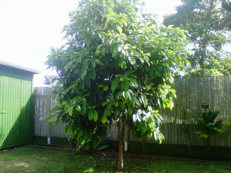 Експертни съвети за това как да отглеждате дърво от авокадо на вашия сайт