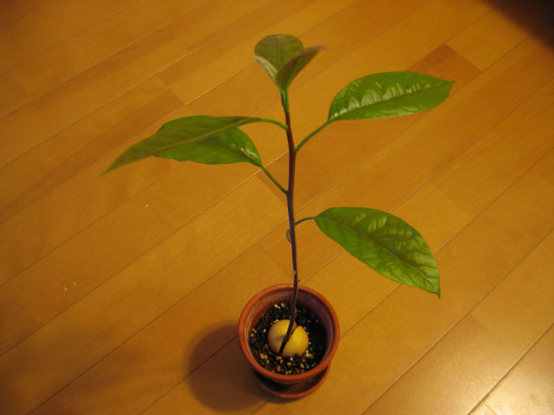 Грижа за вашето растение авокадо у дома