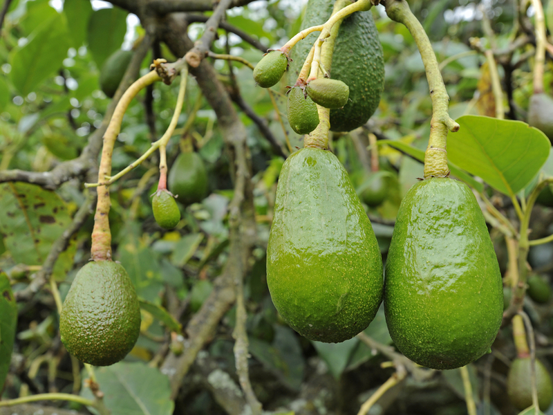 Описание на плодовете от авокадо