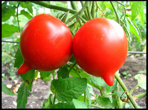 الطماطم للمنطقة الوسطى والجنوبية من الاتحاد الروسي: أصناف وصور ووصف