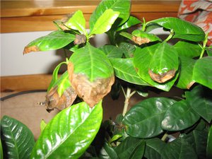 Списък на възможните причини за изсъхване на върховете на листата при стайни растения