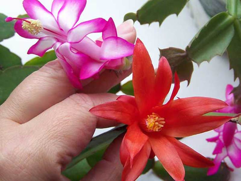 Информация за цветето Rhipsalidopsis