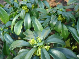 Euphorbia стайни растения