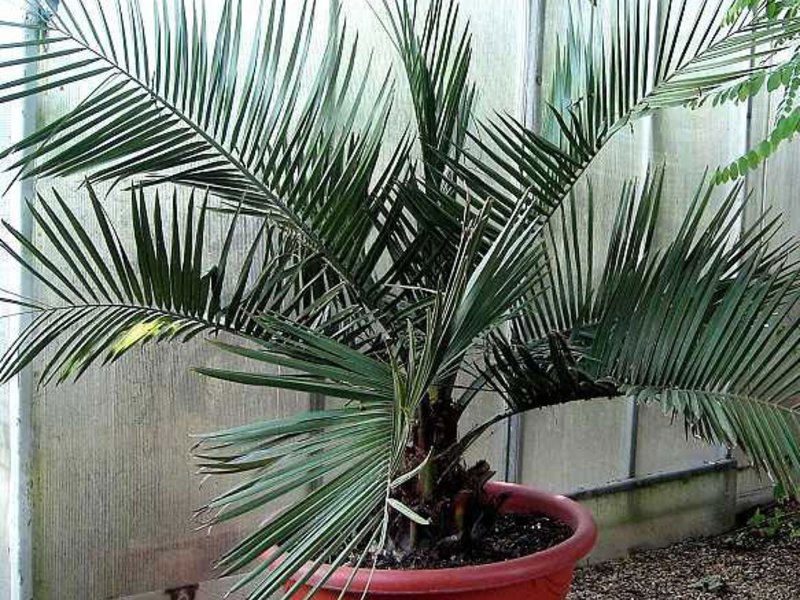Начини за грижа за палмите