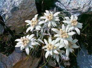 Еделвайс е планинско цветно растение.