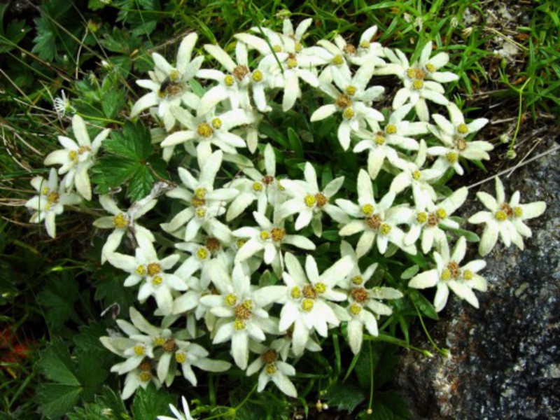 Характеристики на цветето Еделвайс
