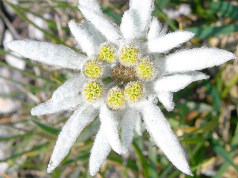 Външен вид на цвете Еделвайс