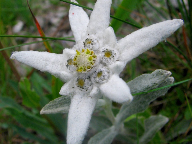Сорт цвете Edelweiss