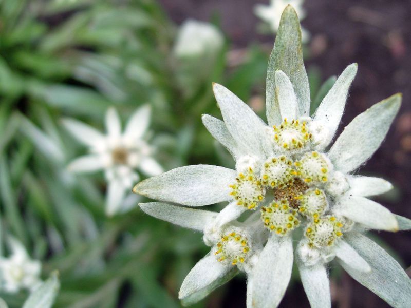Характеристики на цветето еделвайс