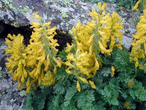 Corydalis едроцветни с жълти цветя.