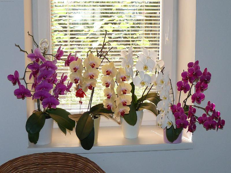 Свойства на термофилната орхидея Phalaenopsis