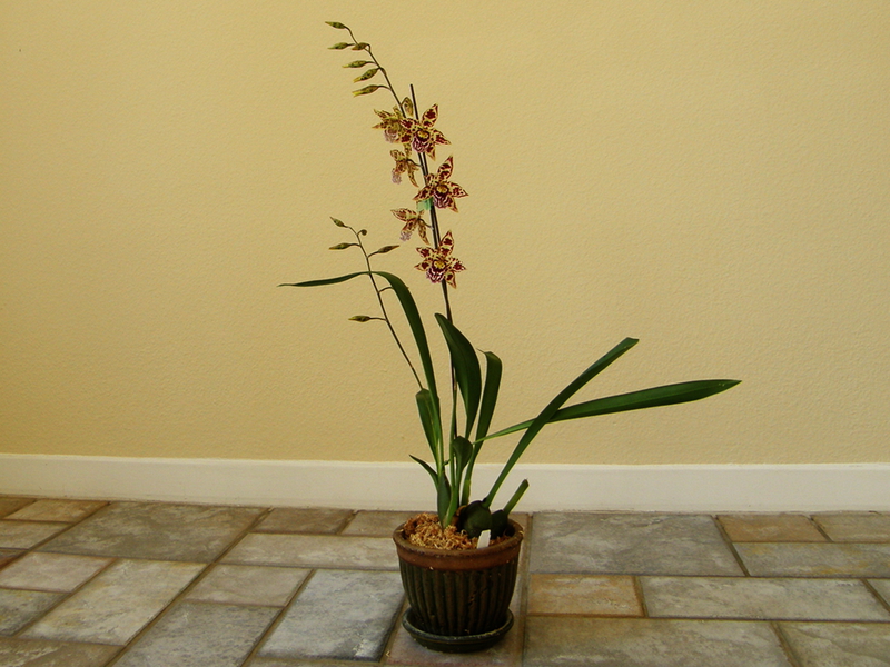Характеристики на домашните условия за среднотемпературни орхидеи