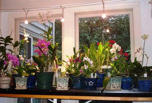 Правила за осветление за орхидеи