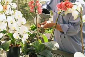 Съвети от опитни цветари за това как правилно да поливате орхидеи у дома