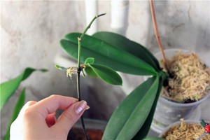 Методи за грижа за орхидеи след цъфтежа