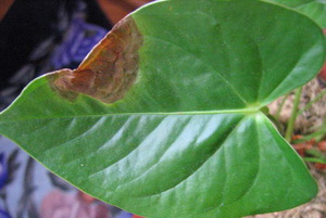 Засегнато листо - болно растение
