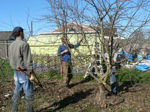 Ползи от подрязването на овощни дървета през пролетта