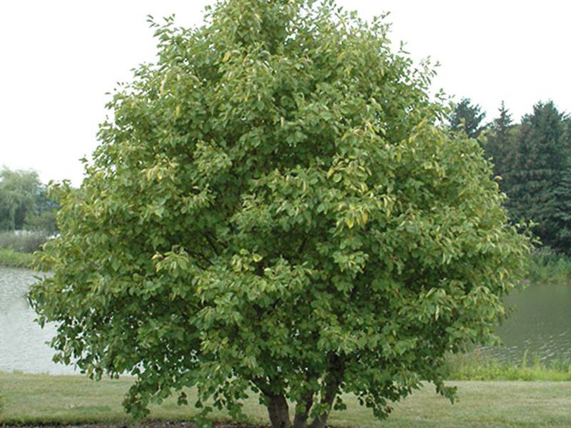 Éger - európai mahagóni